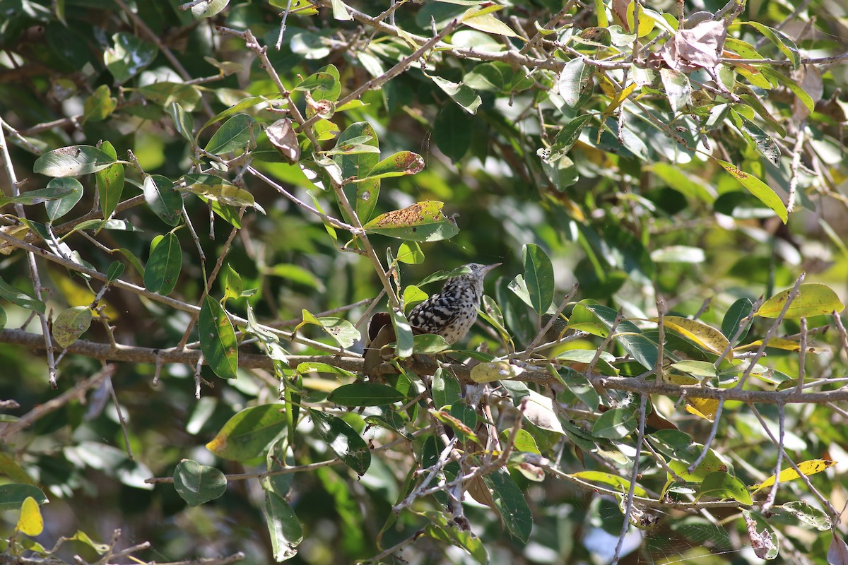 Stripe-backed Wren - ML87773581