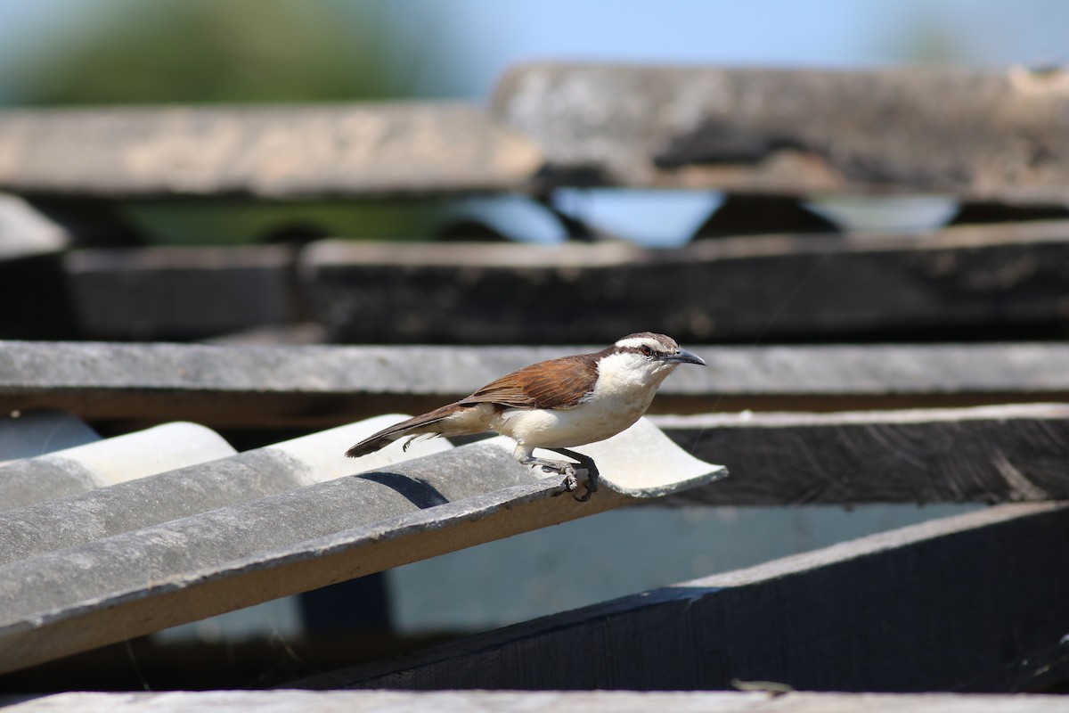 Bicolored Wren - ML87773621