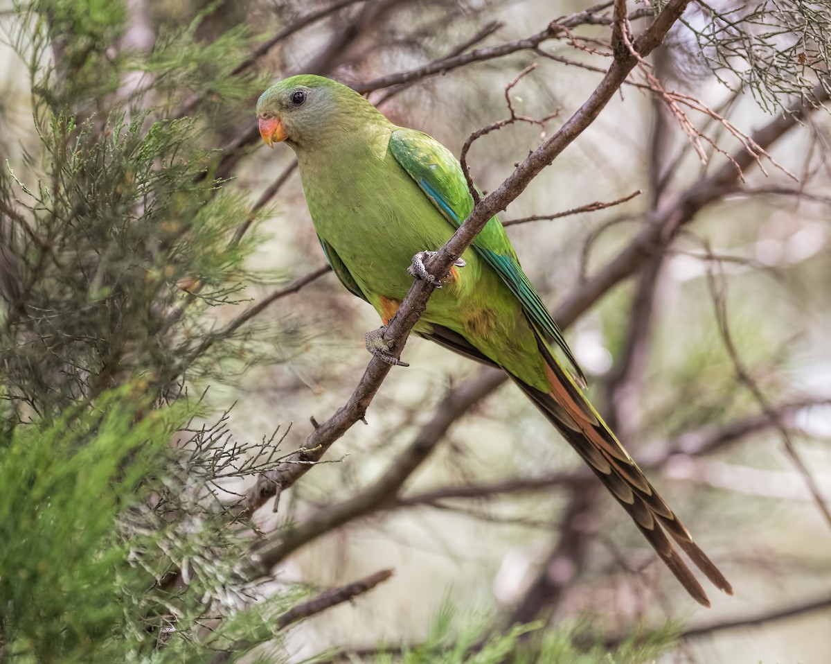 Superb Parrot - ML87774221