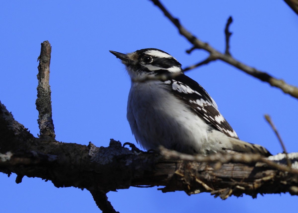 Downy Woodpecker - ML87774231