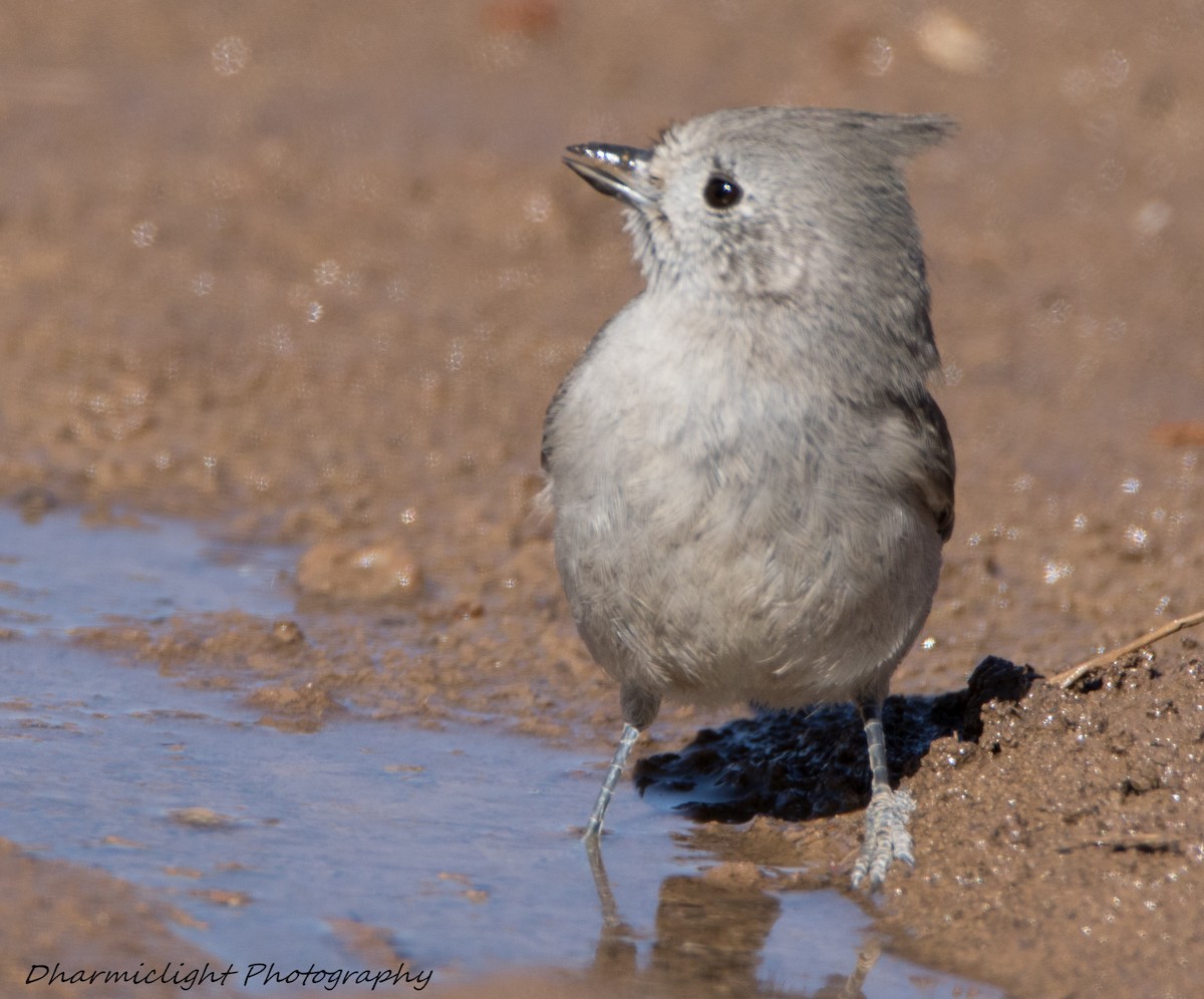 Juniper Titmouse - ML87774831