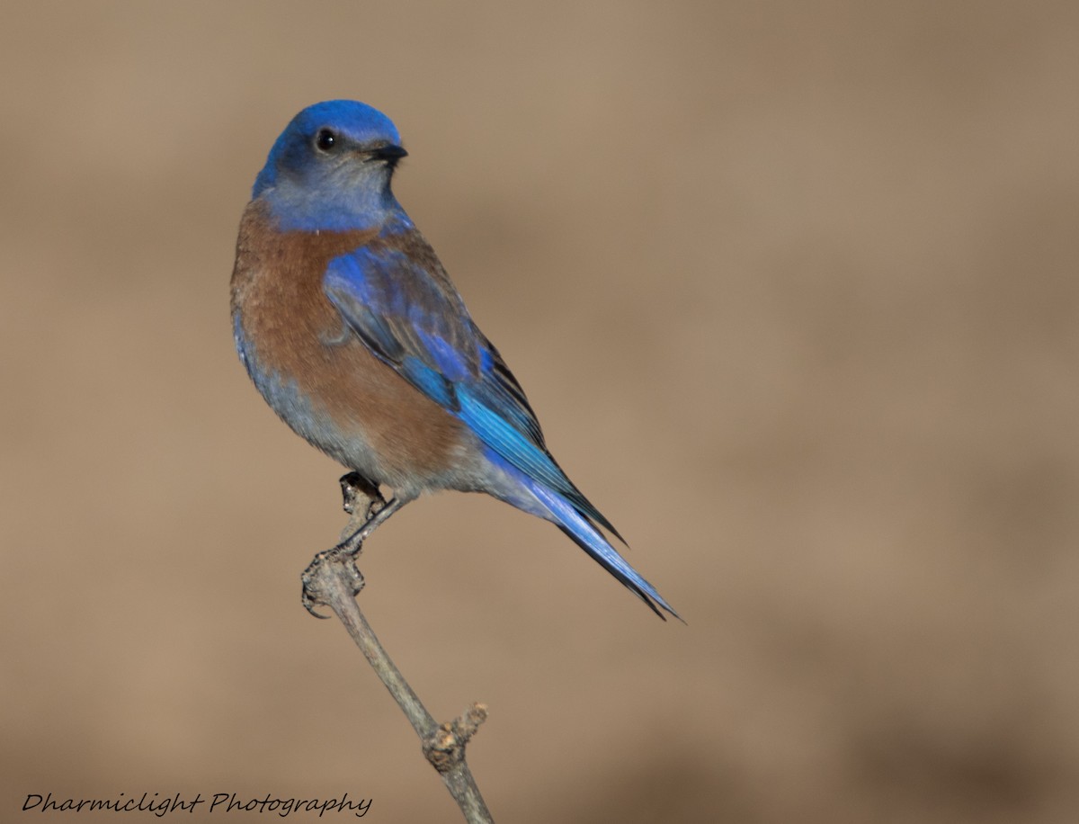 Western Bluebird - ML87775271