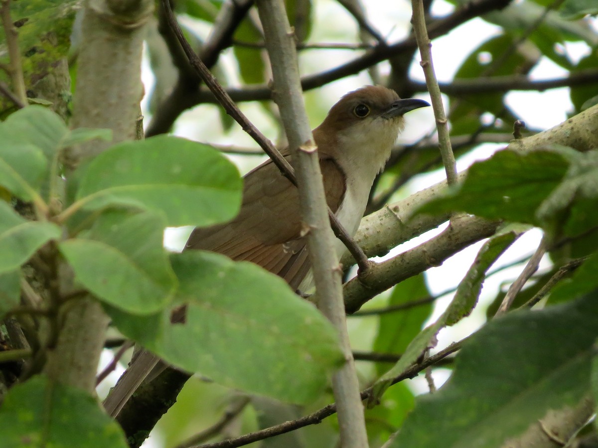 Black-billed Cuckoo - ML87775351