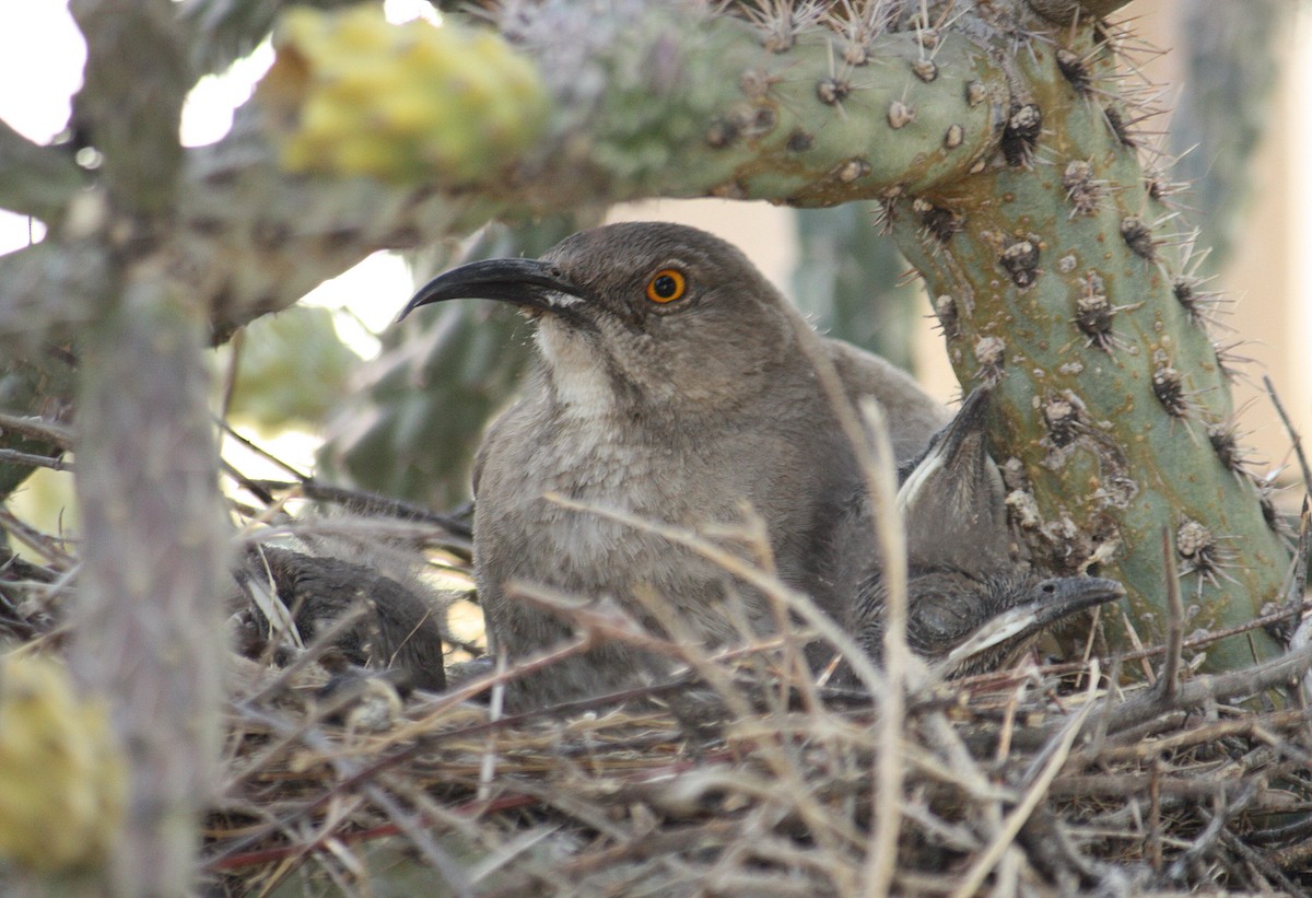 Curve-billed Thrasher - ML87775551