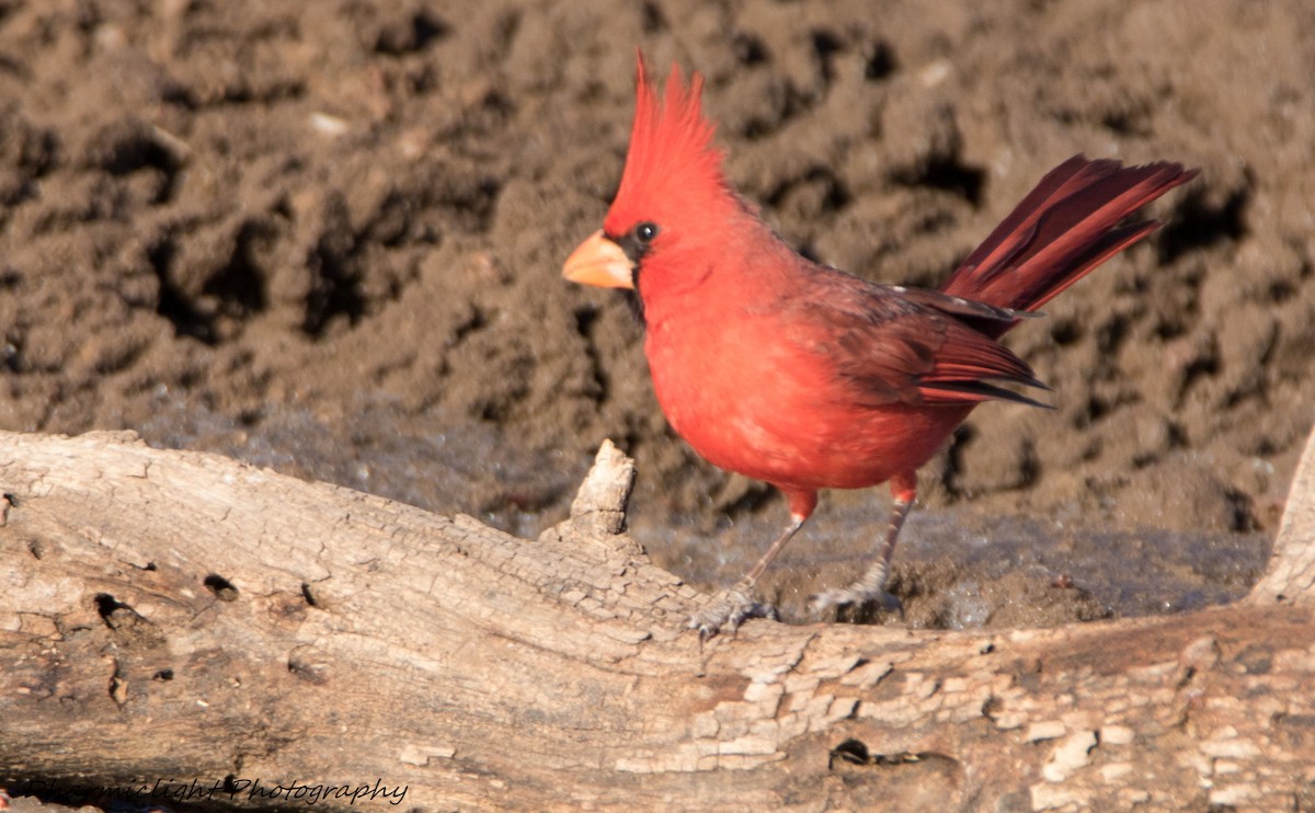 Cardinal rouge - ML87776111