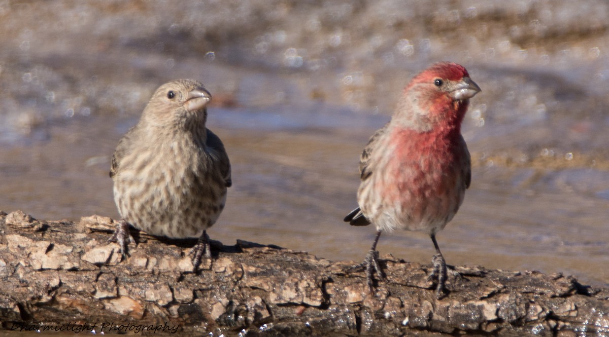 House Finch - ML87776231