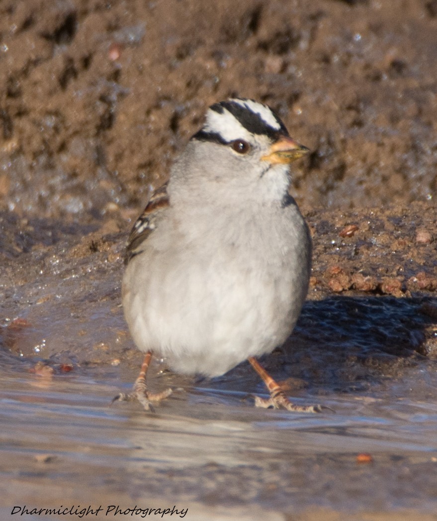 White-crowned Sparrow - ML87776411