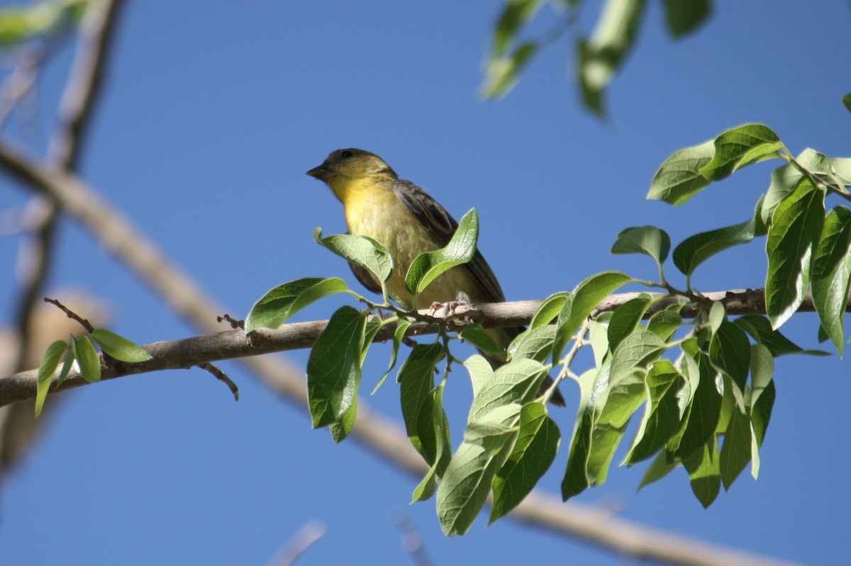 tanımsız Fringillidae sp. - ML87777371