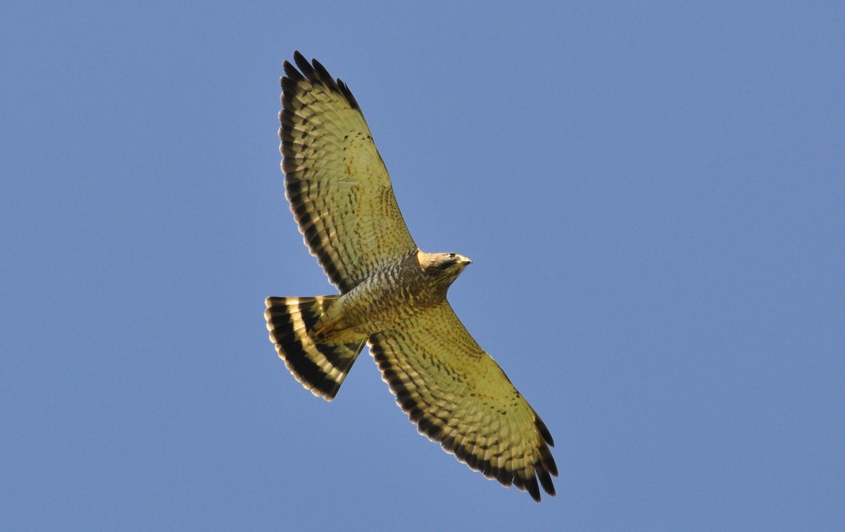 Broad-winged Hawk - ML87777581