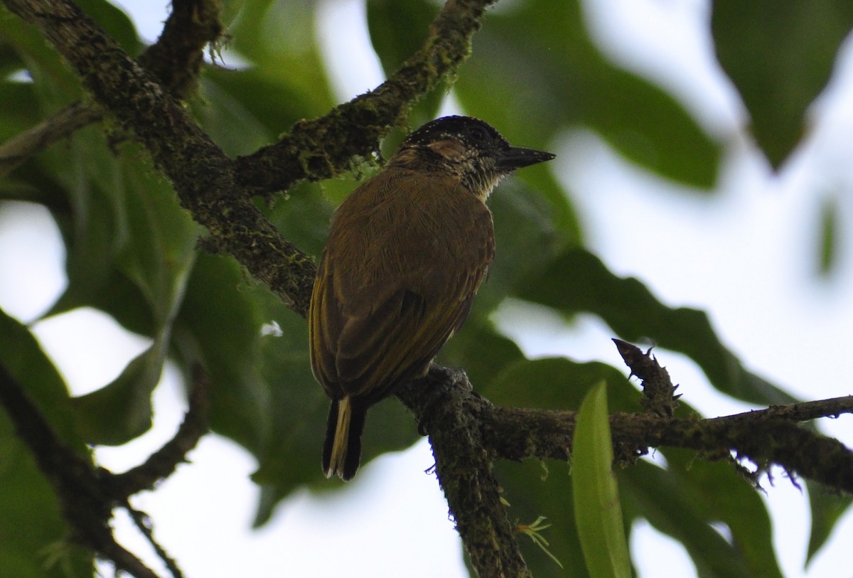 Olivaceous Piculet - ML87780051