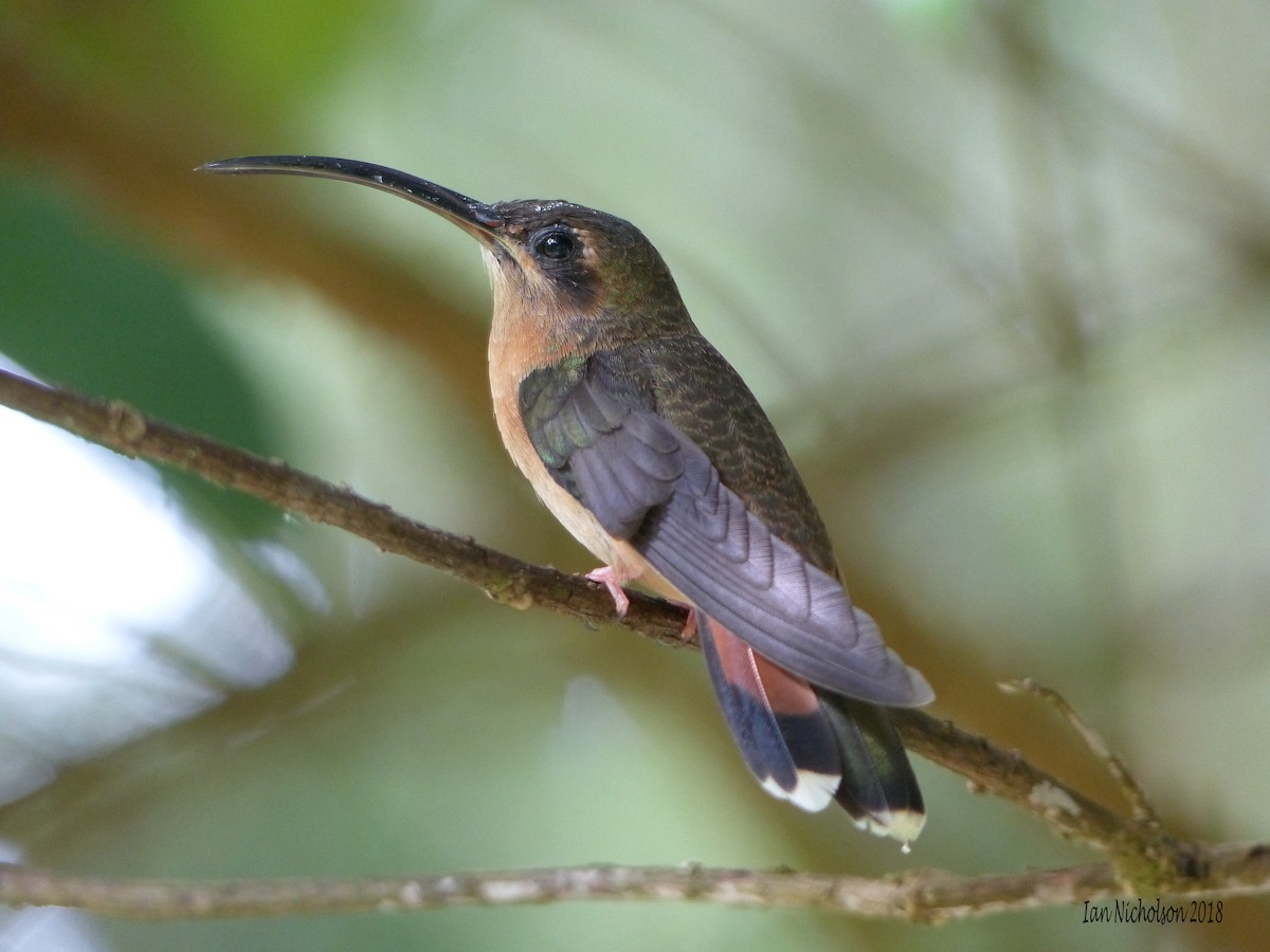 Bronzy Hermit - Ian Nicholson