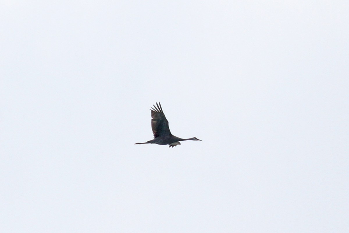 Sandhill Crane - ML87782031