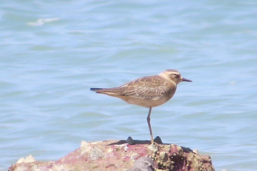 Oriental Plover - Don Roberts