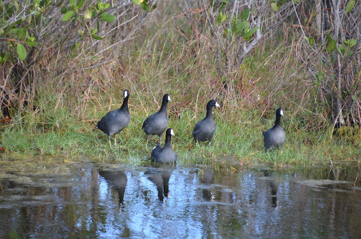 American Coot - Mary Brenner