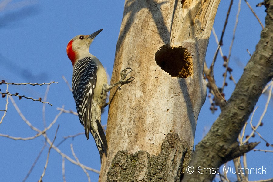 Red-bellied Woodpecker - ML87785681