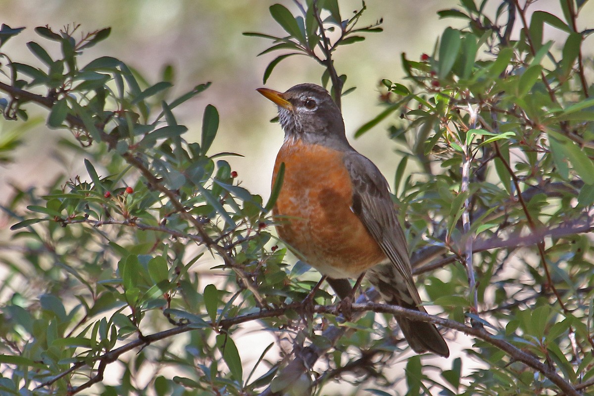 American Robin - Richard Fray