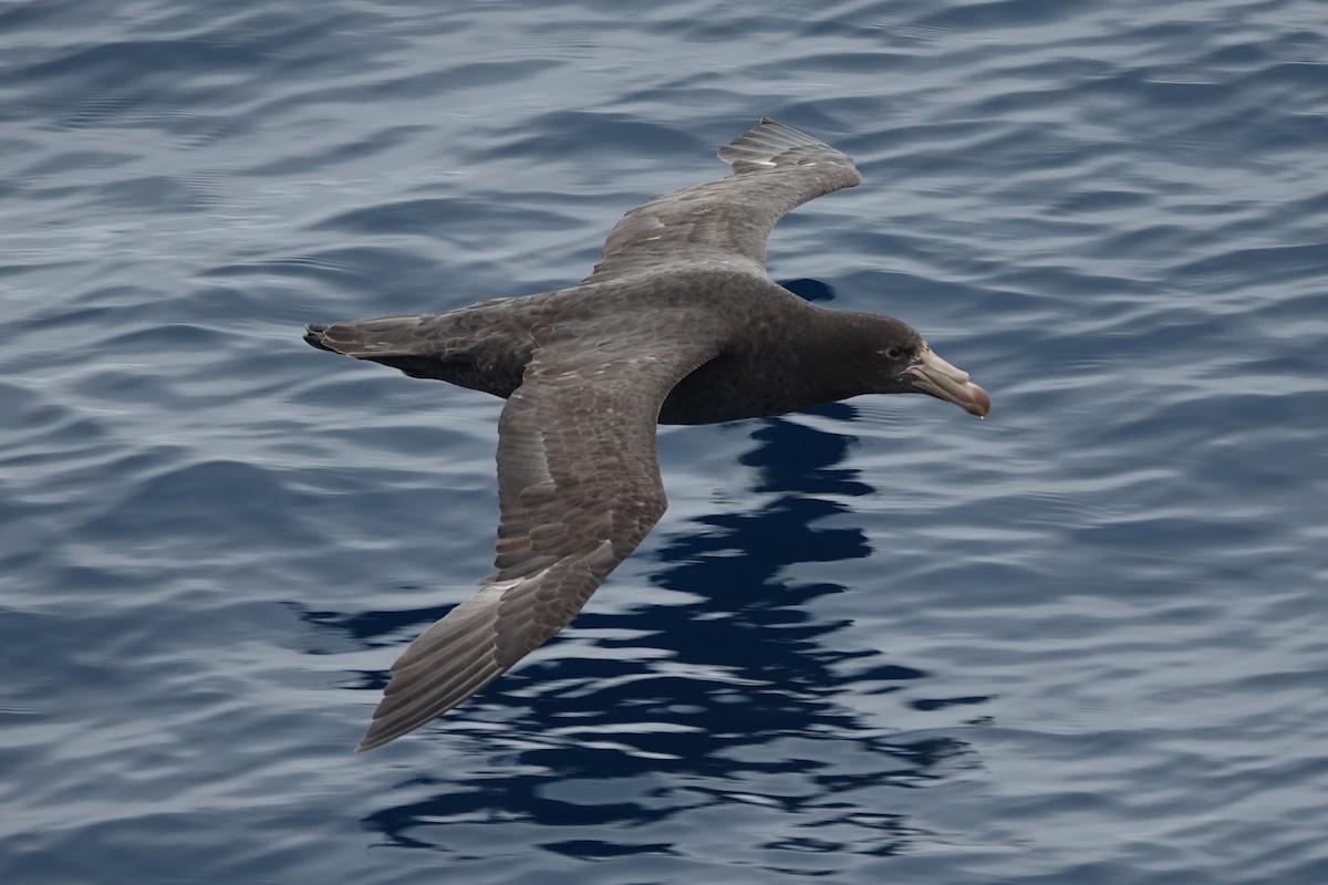 Northern Giant-Petrel - ML87788591