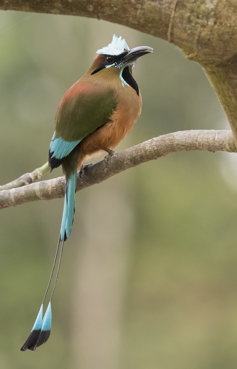 Motmot à sourcils bleus - ML87788741