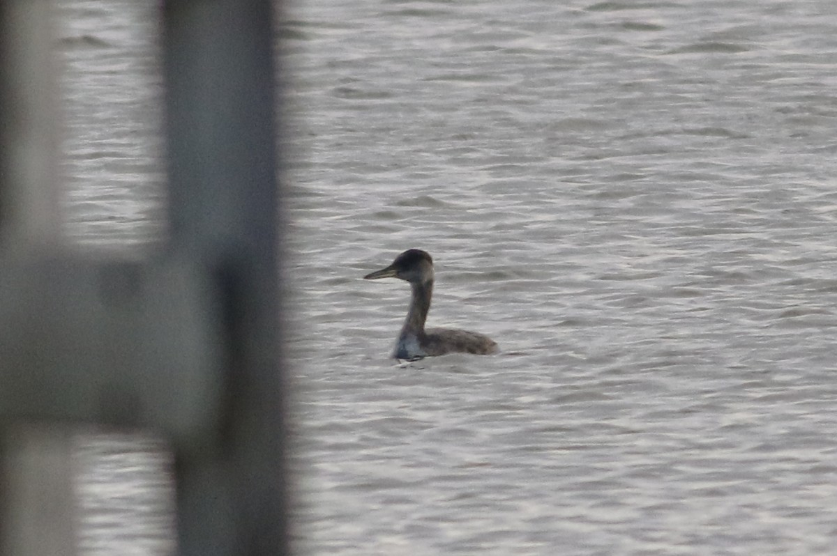 Red-necked Grebe - ML87789681