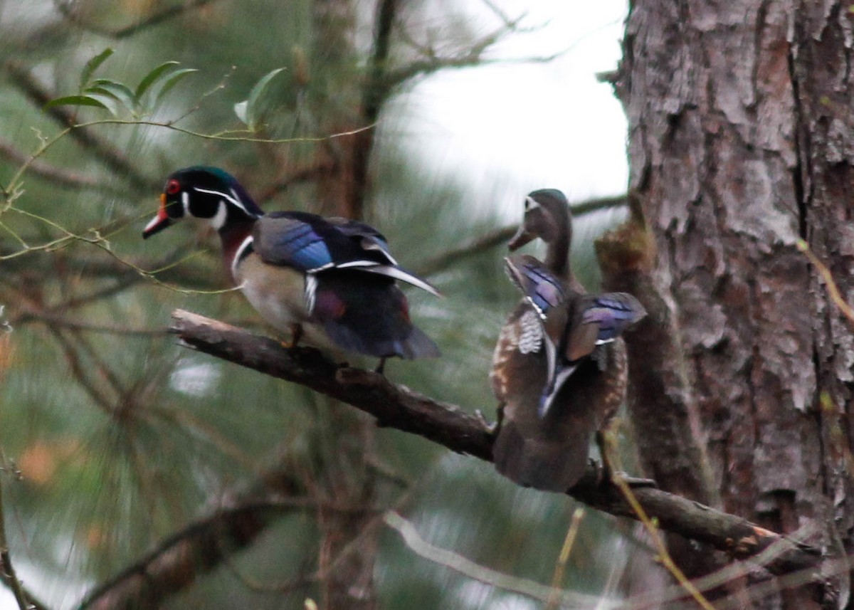 Wood Duck - ML87790091