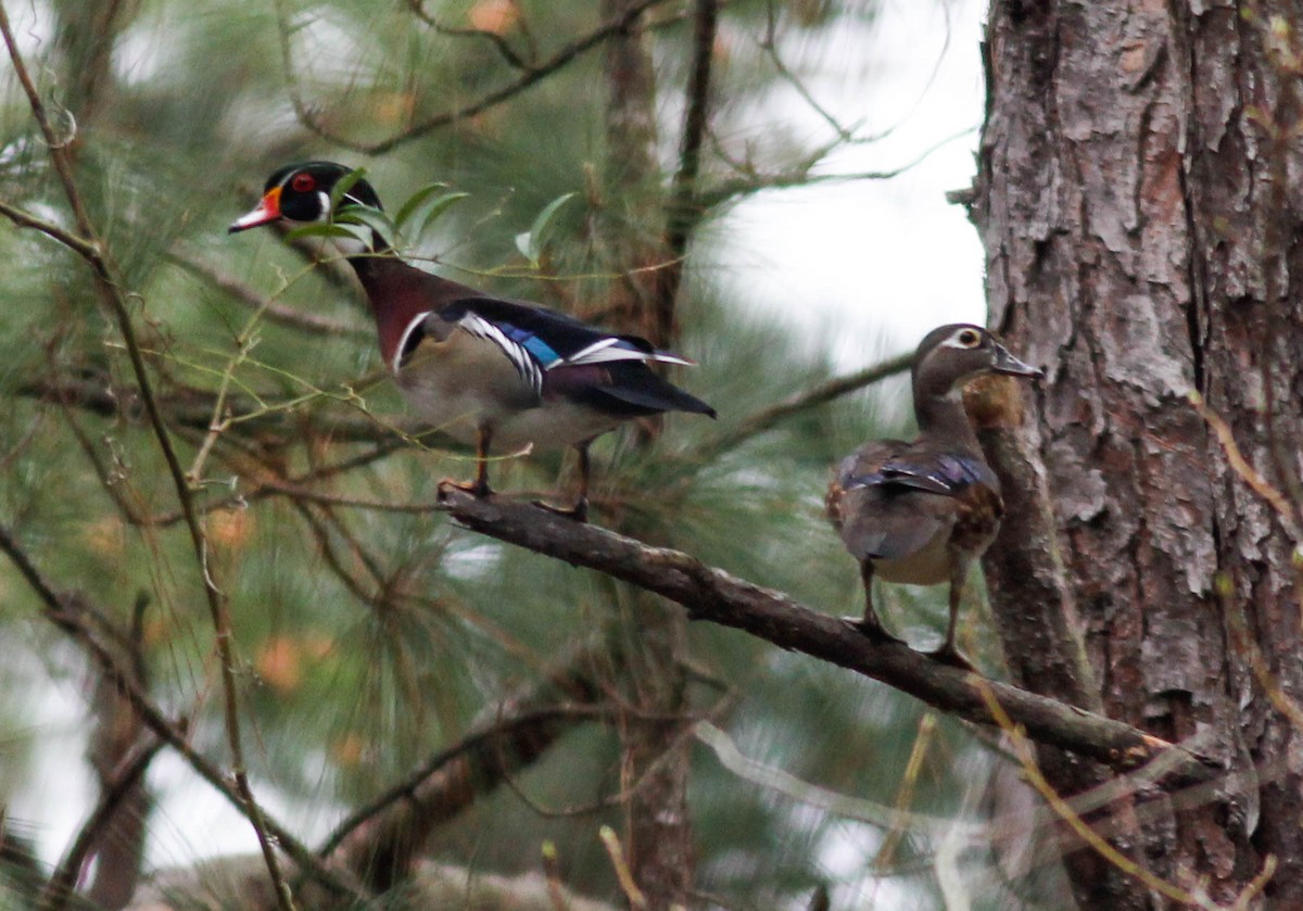 Wood Duck - ML87790231