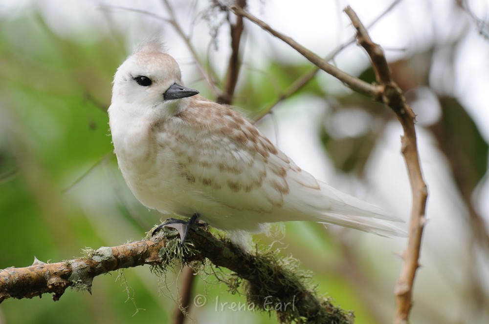 White Tern - Hedley & Irena Earl