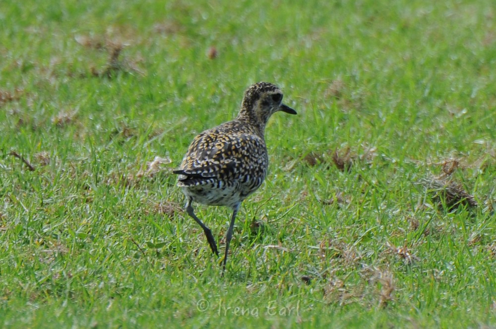 Pacific Golden-Plover - Hedley & Irena Earl