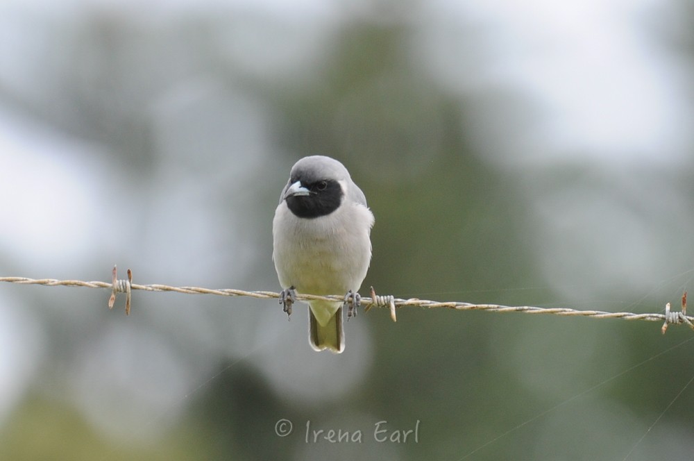 Masked Woodswallow - Hedley & Irena Earl