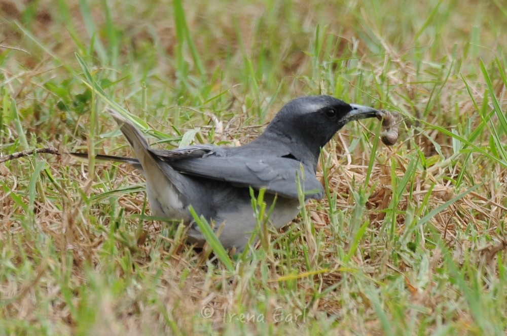 Masked Woodswallow - Hedley & Irena Earl