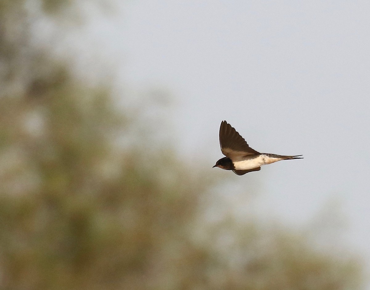 Barn Swallow (White-bellied) - ML87792451