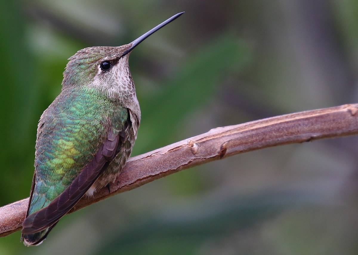 Anna's Hummingbird - ML87794251