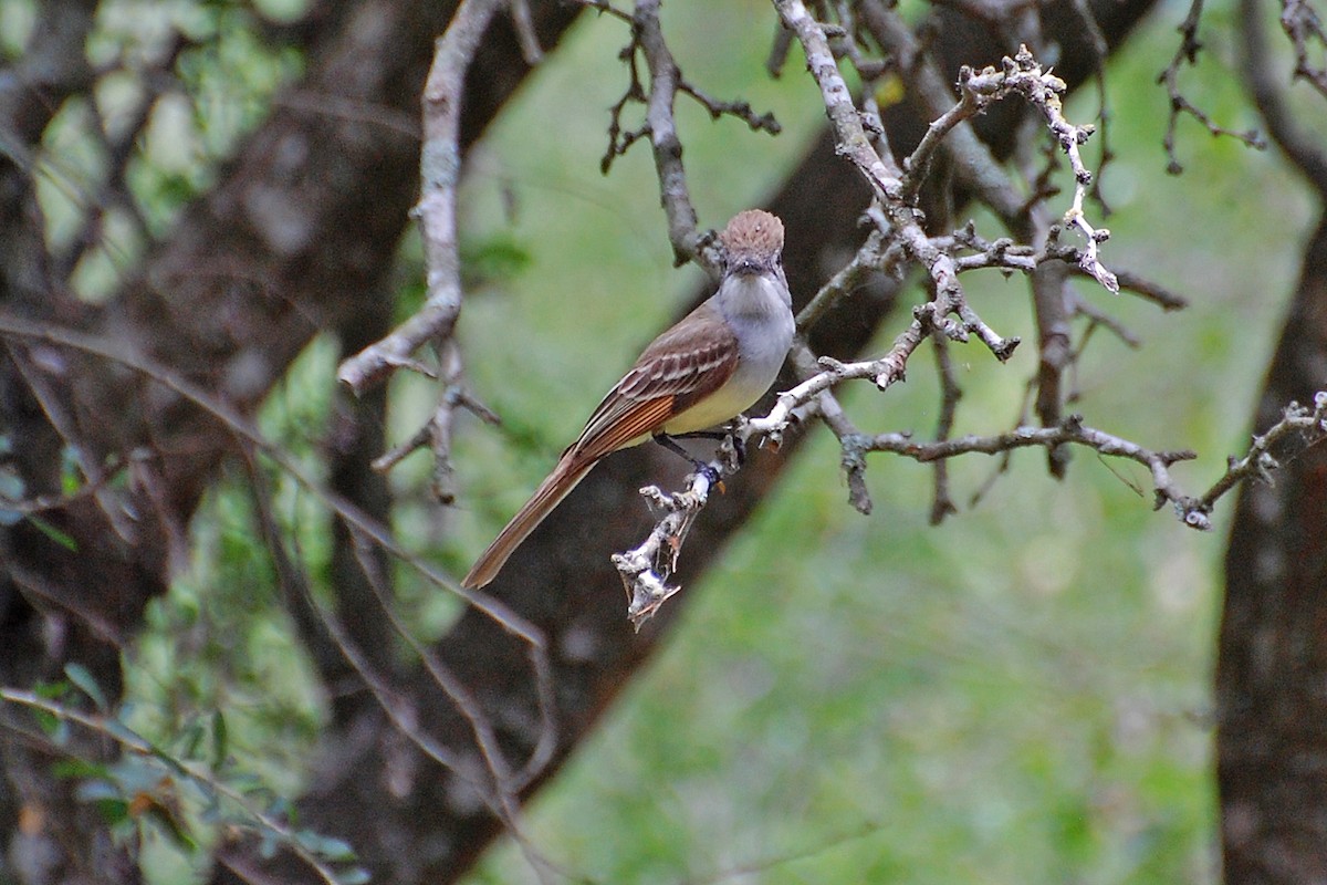 Brown-crested Flycatcher - ML87795381