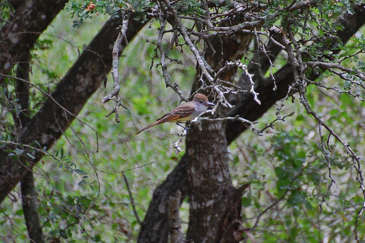 Brown-crested Flycatcher - ML87795391