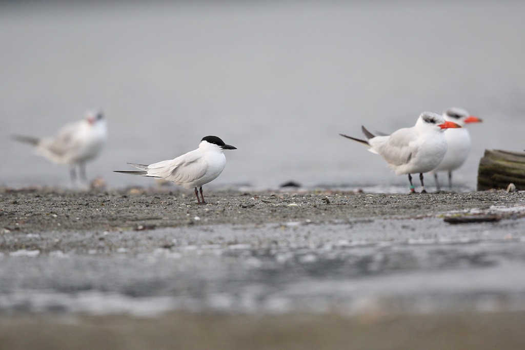 Gull-billed/Australian Tern - ML87797251