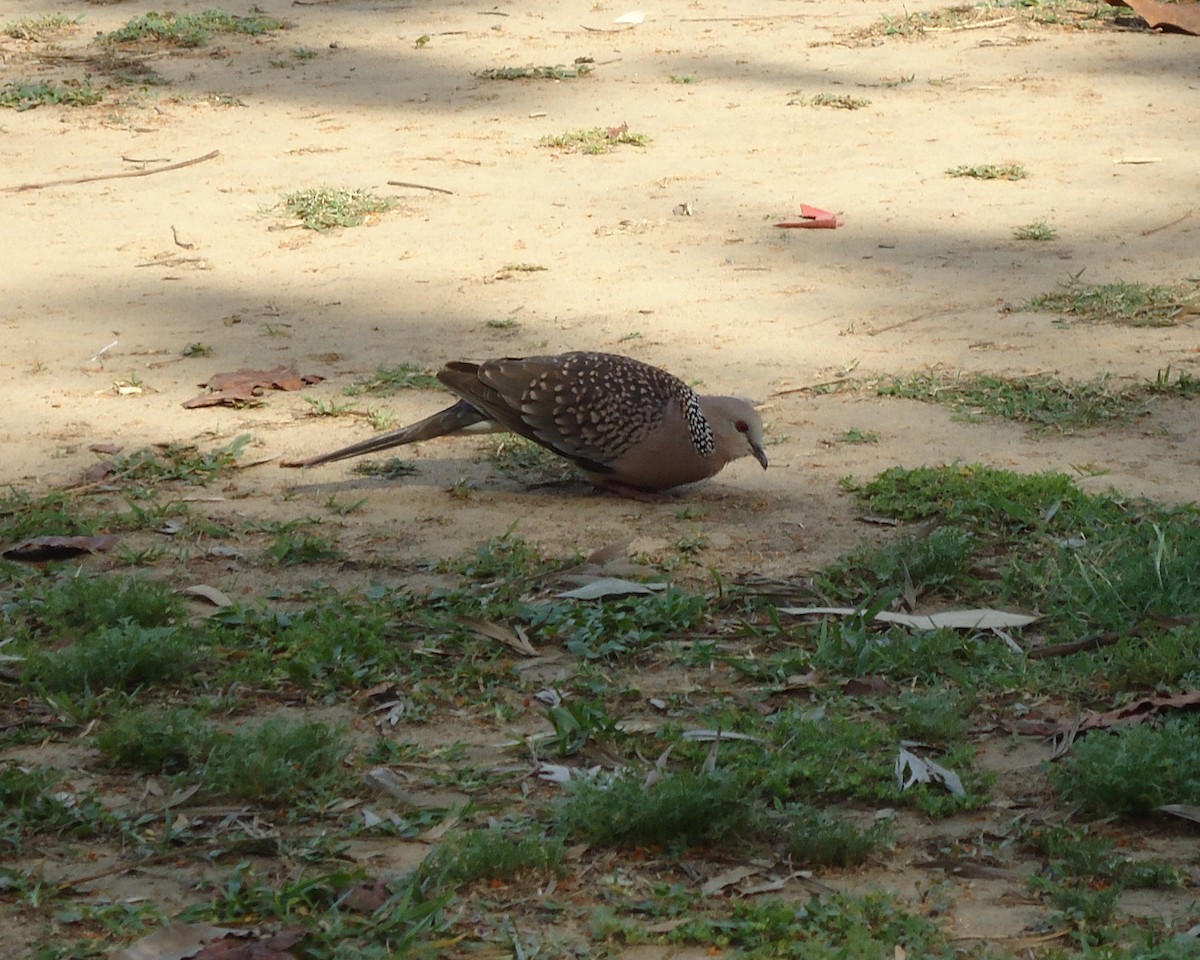 珠頸斑鳩 - ML87798171