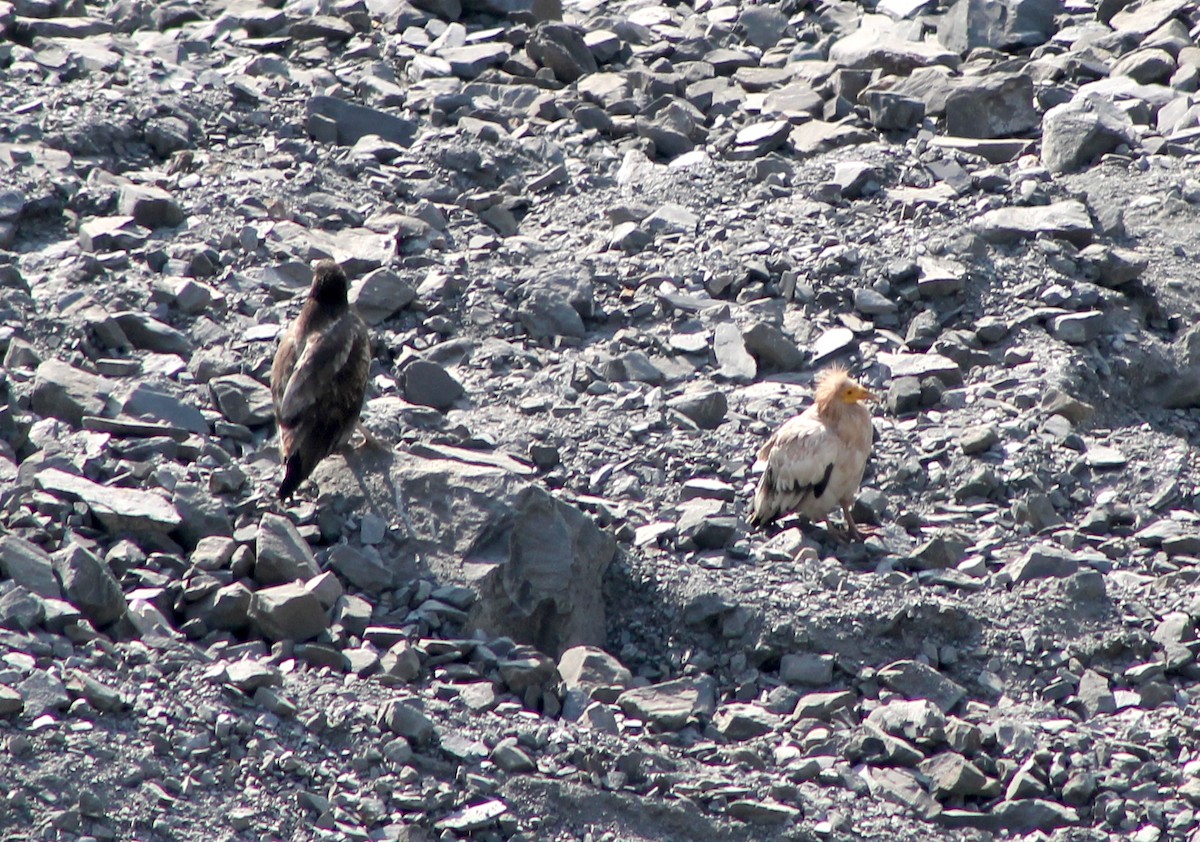 Egyptian Vulture - ML87798301