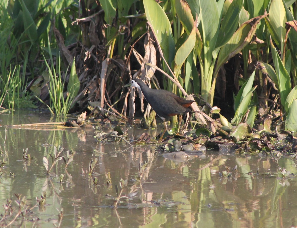 White-breasted Waterhen - ML87799641