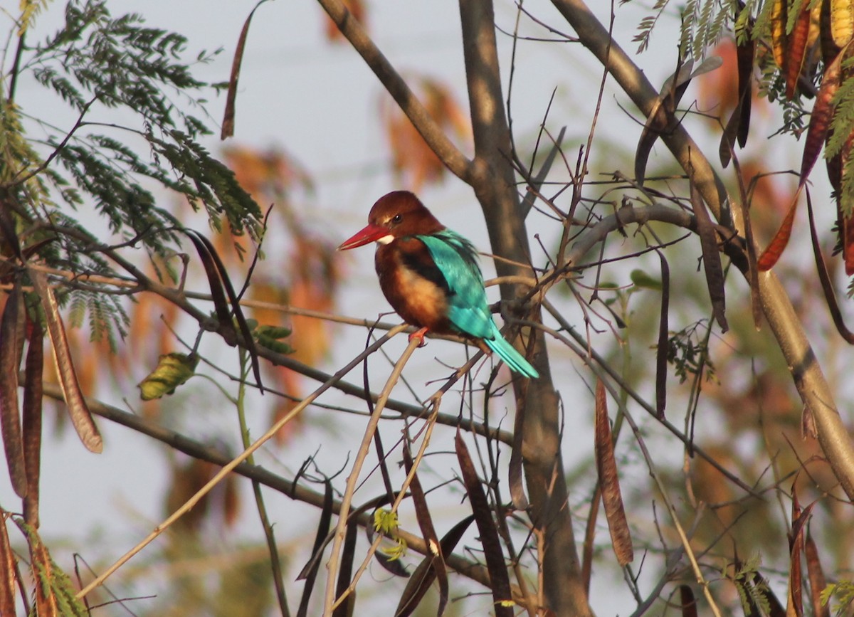 White-throated Kingfisher - ML87799781