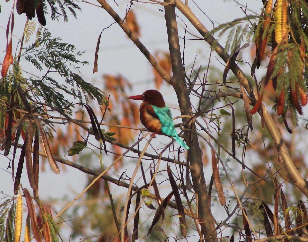 White-throated Kingfisher - ML87799801