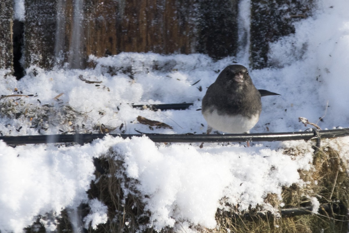 Dark-eyed Junco x White-throated Sparrow (hybrid) - ML87800091