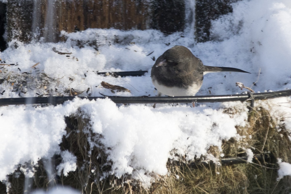 Junco Ojioscuro x Chingolo Gorjiblanco (híbrido) - ML87800111