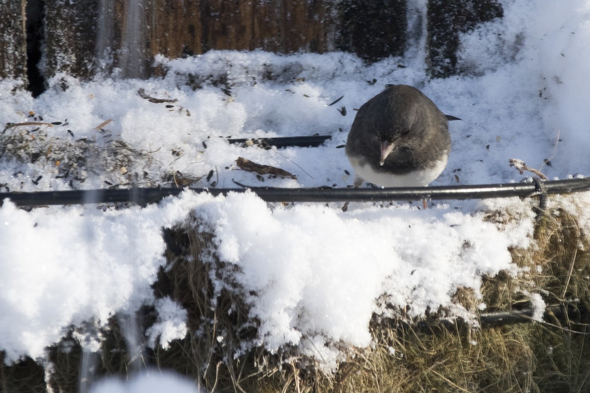 Dark-eyed Junco x White-throated Sparrow (hybrid) - Nick Hajdukovich