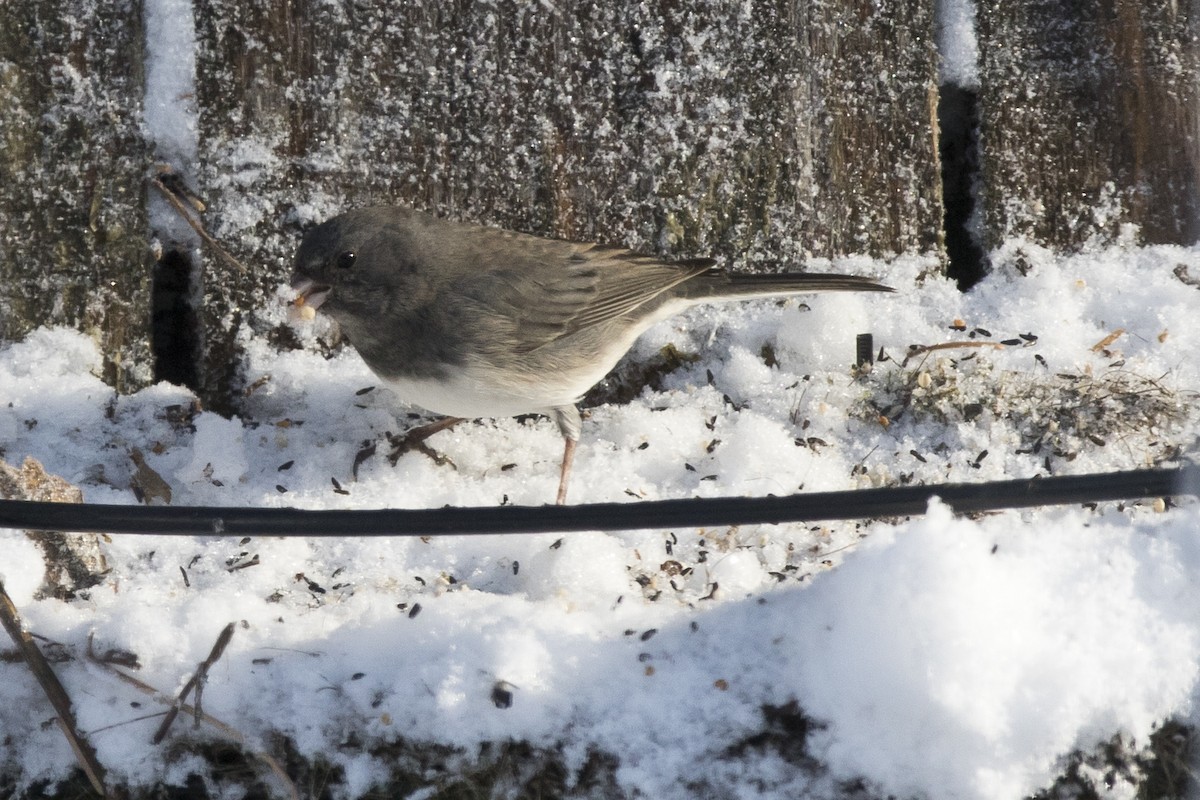 Hybride Junco ardoisé x Bruant à gorge blanche - ML87800171