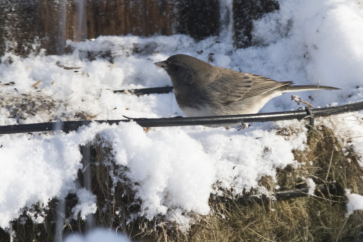 Junco Ojioscuro x Chingolo Gorjiblanco (híbrido) - ML87800181