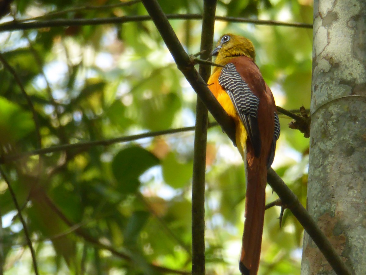 Orange-breasted Trogon - Julie-ann Bauer