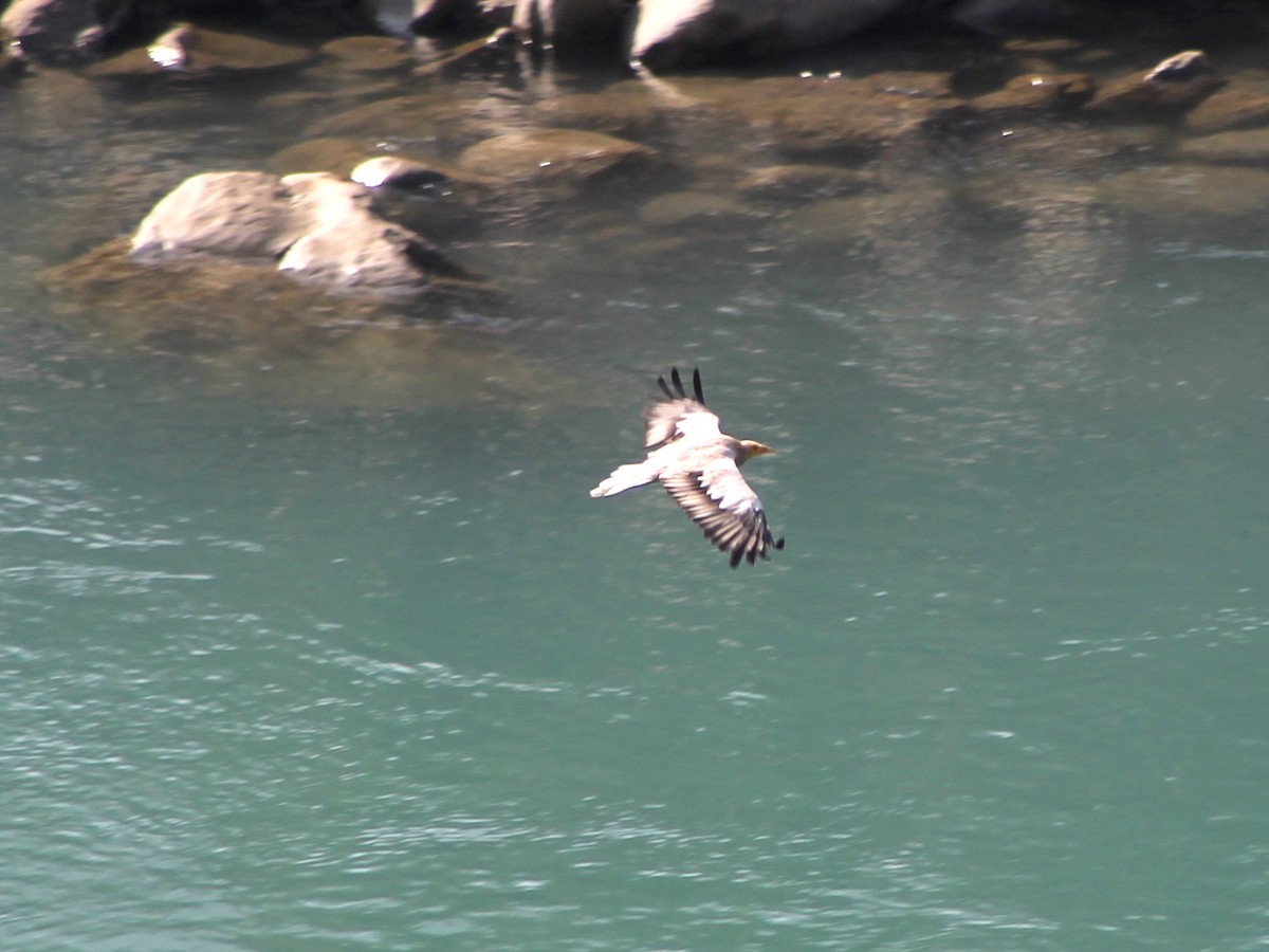 Egyptian Vulture - ML87801331