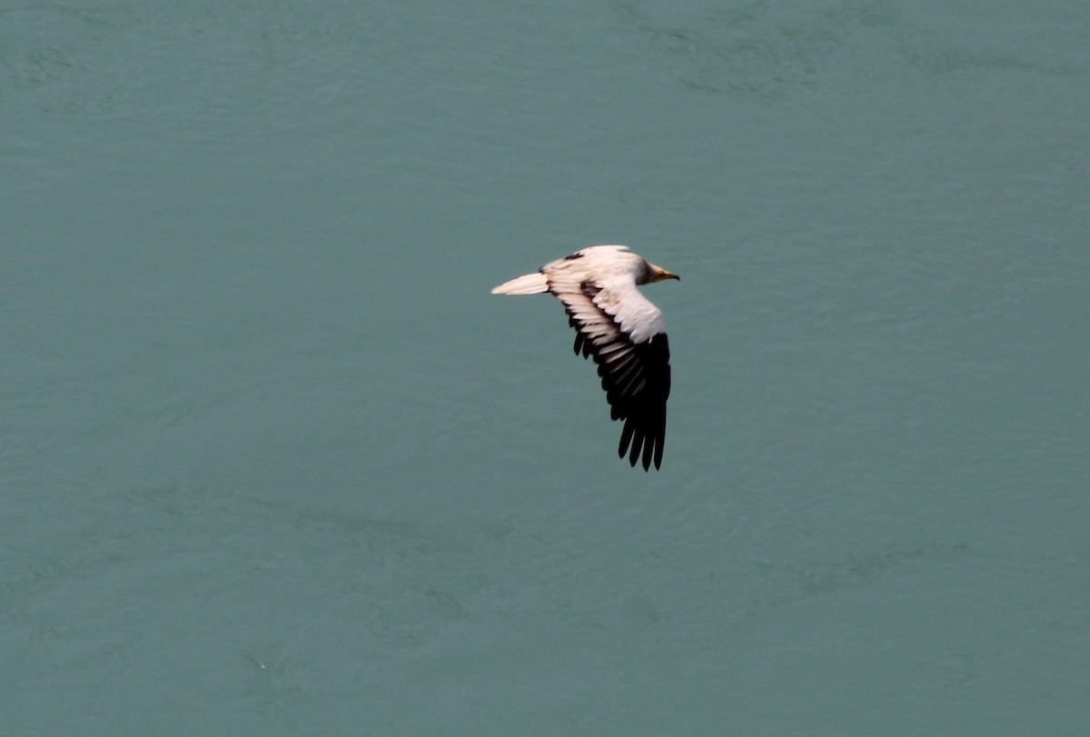 Egyptian Vulture - ML87801341