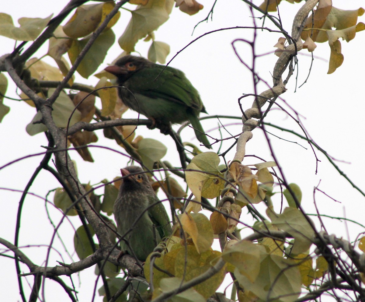 Brown-headed Barbet - ML87801391