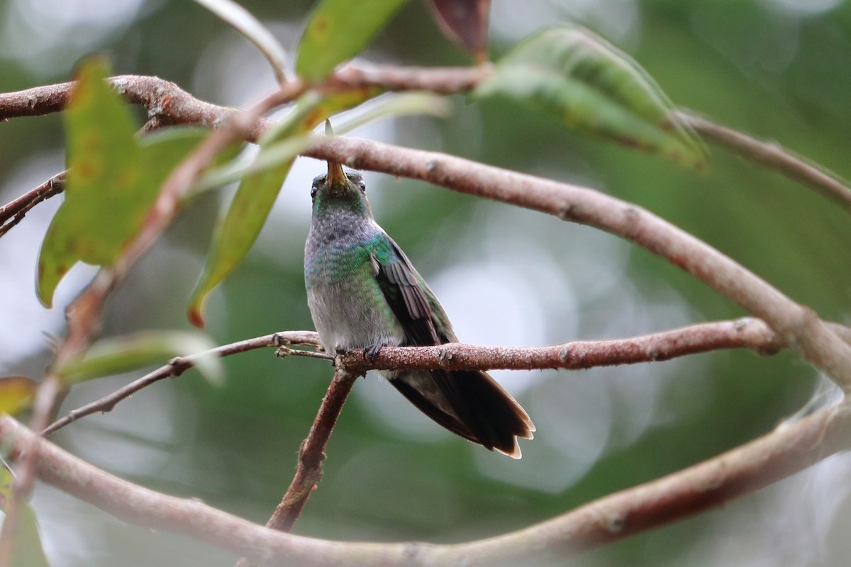 Charming Hummingbird - Alta Tanner