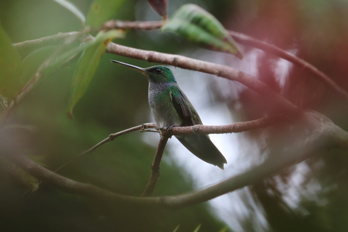 Charming Hummingbird - Alta Tanner